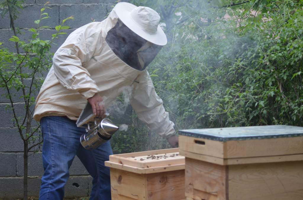 Koloni Yönetimi ve Arıyı Çalıştırma