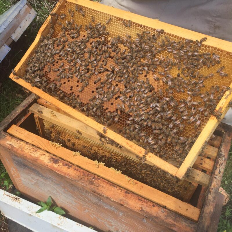 paket arı siparişi