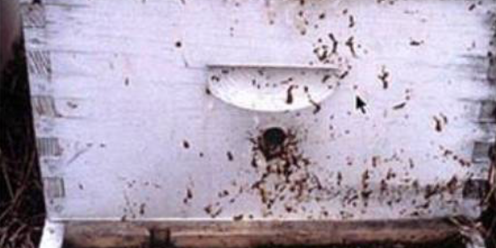 ari-ishali-anadolu-paket-aricilik