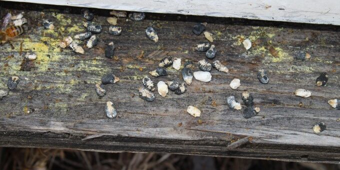 Arılarda Kireç Hastalığı