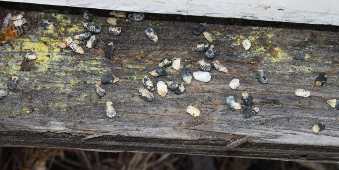 Arılarda Kireç Hastalığı