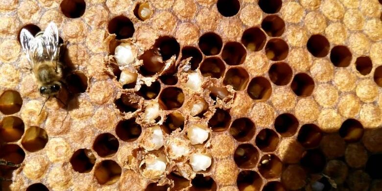 Amerikan-Yavru-Çürüklüğü-Olan-Petek-780×405