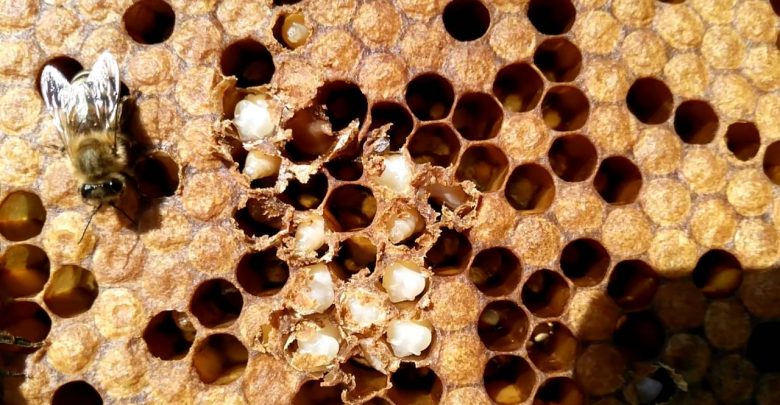 Amerikan Yavru Çürüğü