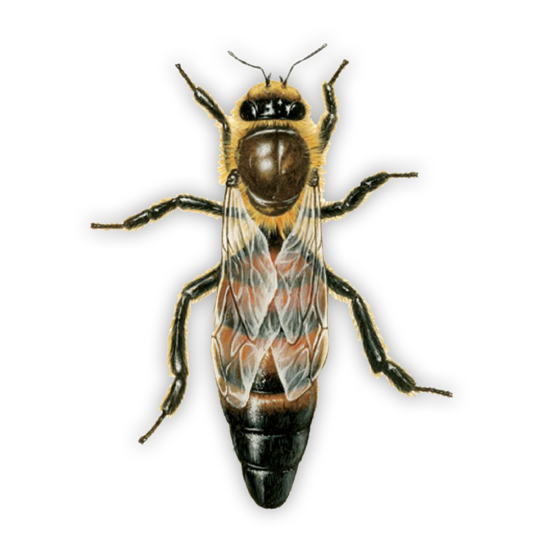 paket arı satışı