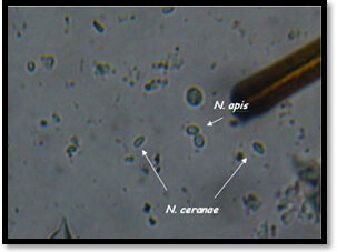 Nösema Serena Hastalığı