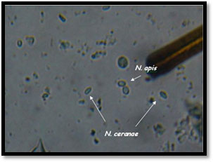 ari-hastalik-ve-zararlilari-7 Nösema Serena Hastalığı