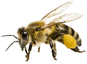 paket arı satışı paket arı satışı